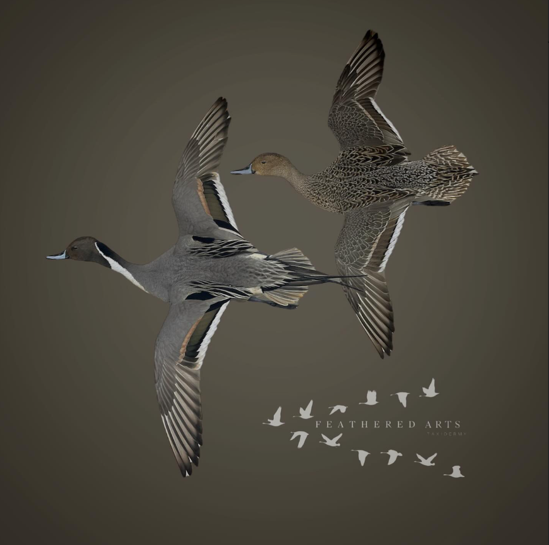 Pintail ducks mounted in flight
